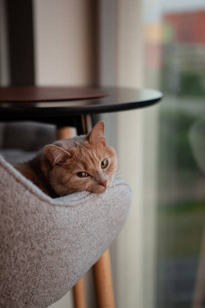 istock Orange Tabby Cat Relaxing on a Chair by a Window 2157620140