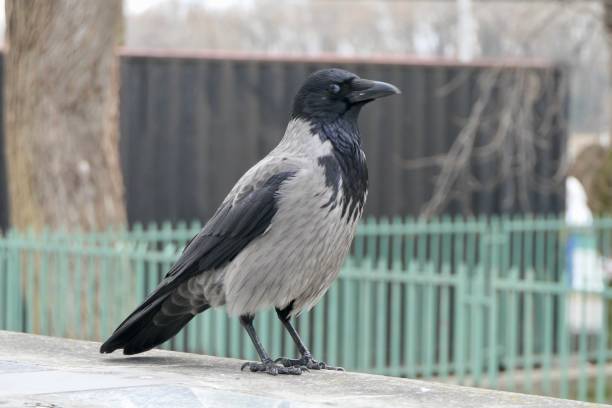 istock Eye of the hooded crow 2157620334