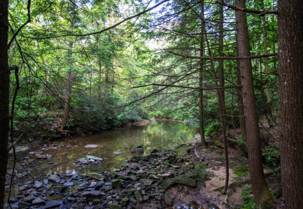 istock Yellow Dog Creek, Kentucky 2157620558