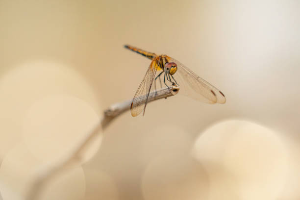 istock Dragonfly on a branch, close up 2157625554