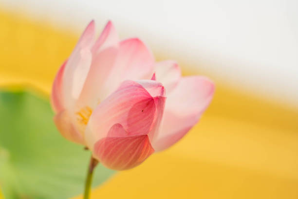 Pink lotus flower in nature