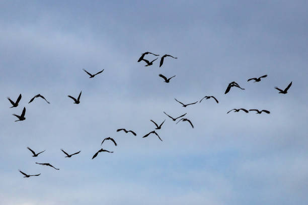 istock Yellow-tailed Black Cockatoo's in flight 2157625595