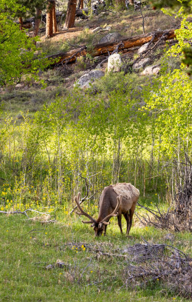 istock Bull Elk with antlers 2157627767
