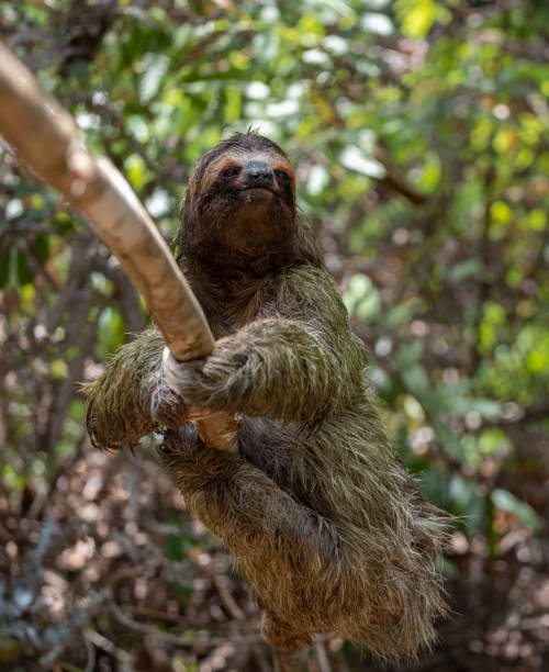 istock Sloth in Costa Rica 2157629603