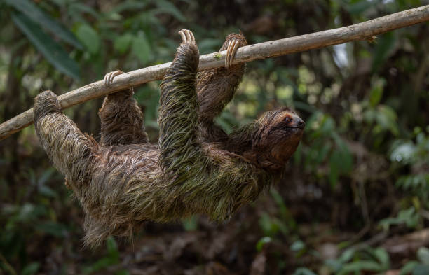 istock Sloth in Costa Rica 2157629616