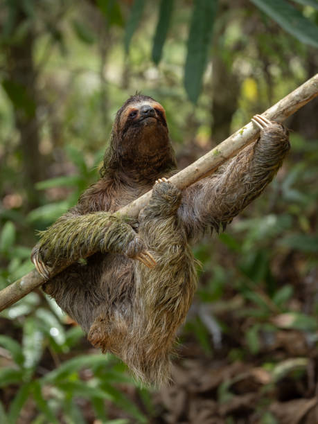 istock Sloth in Costa Rica 2157629618