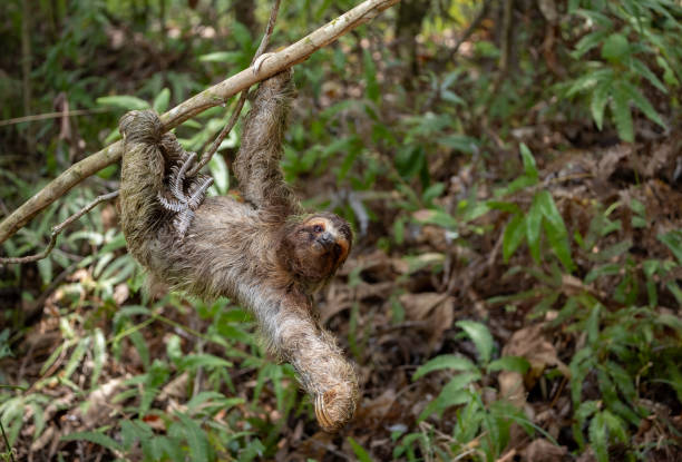 istock Sloth in Costa Rica 2157629653