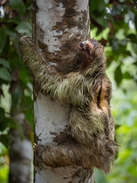 istock Sloth in Costa Rica 2157629668
