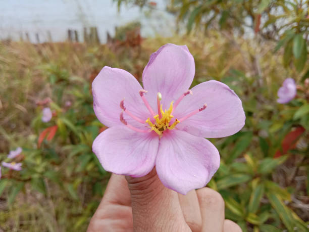 istock Hand hold Malabar melastome flowers. 2157629920