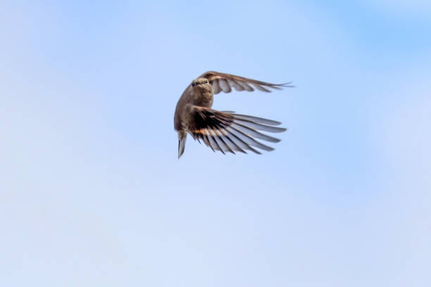 istock Townsend's Solitaire flying, Burnaby, BC, Canada 2157632045