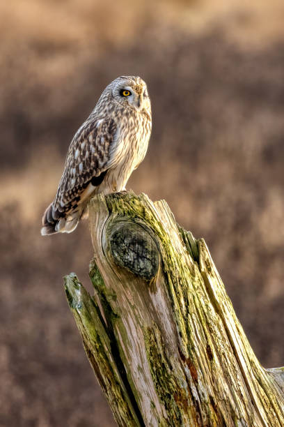 istock short-eared owl perching on a wooden pole, British Columbia, Canada 2157632099