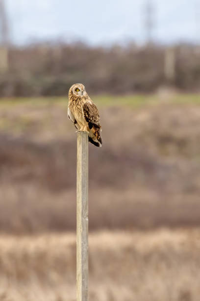 istock short-eared owl perching on a wooden pole, British Columbia, Canada 2157632131