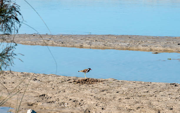 istock wild bird in Koshi riverbank 2157632418