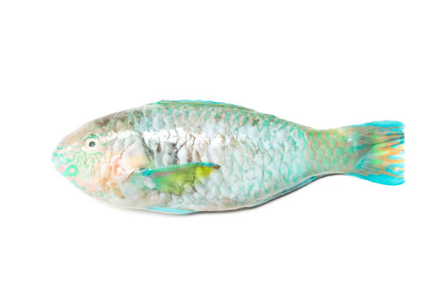 istock Scaridae type sea fish isolated on white background 2157633550