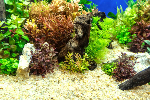 istock Tropical freshwater aquarium 2157634971
