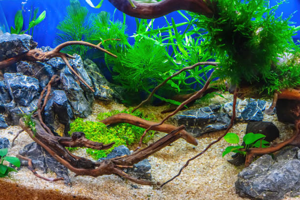 istock Tropical freshwater aquarium 2157634988