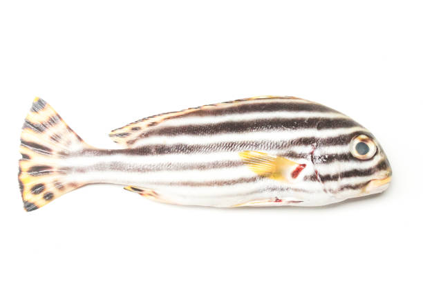 istock Oriental sweet fish isolated on white background 2157635120