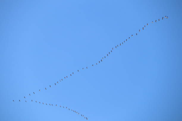 istock Migrating birds in V formation show natures synchronized harmony and beauty in clear blue sky 2157635560