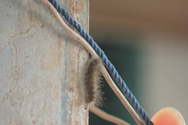 istock Caterpillar climbing to rope 2157638223