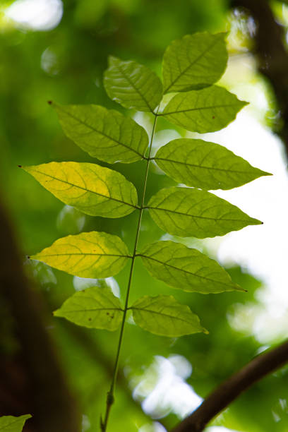 istock Beautiful bright green leaves of the common ash tree. 2157638391