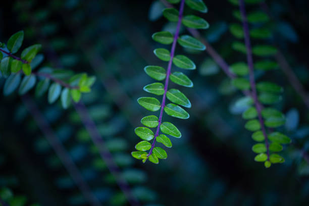 Delicate bush branch with small leaves growing in the park. Natural autumn scenery in garden.
