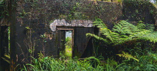 Explore the mysterious ruins deep in the jungle near Da Nang, Vietnam. This captivating scene reveals ancient structures shrouded in lush greenery, offering a glimpse into a hidden and forgotten world.