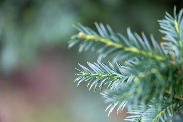 Beautiful yew tree branches with dark green leaves. Common yew bush hedge in the park.