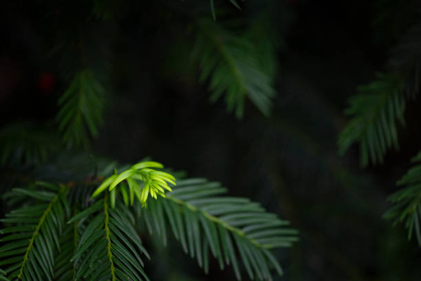 istock Beautiful yew tree branches with dark green leaves. 2157640572