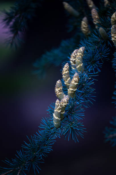 istock Beautiful young yellow pine cone flowers in the branches of tree. 2157641199