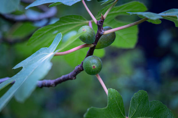 Beautiful fig thee branches with leaves and green fruit. Autumn scenery in park.