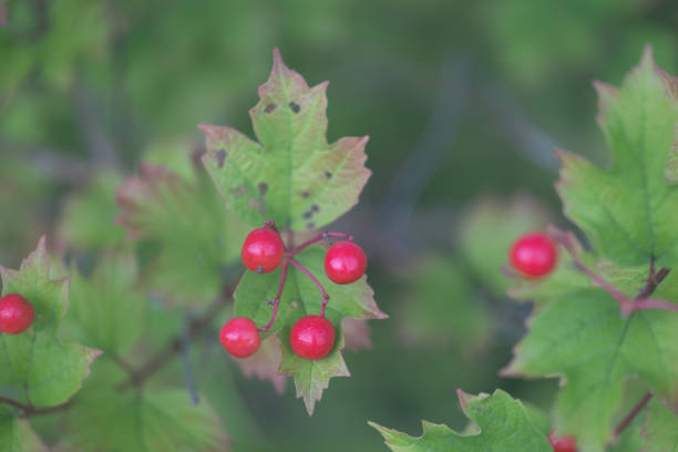 Beautiful red berries in the branches of the trees. Natural woodlands scenery during summer's end.