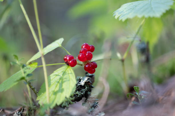 Beautiful red berries in the branches of the trees. Natural woodlands scenery during summer's end.