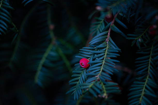 Beautiful red berry of yew tree during autumn. Natural parkland scenery.