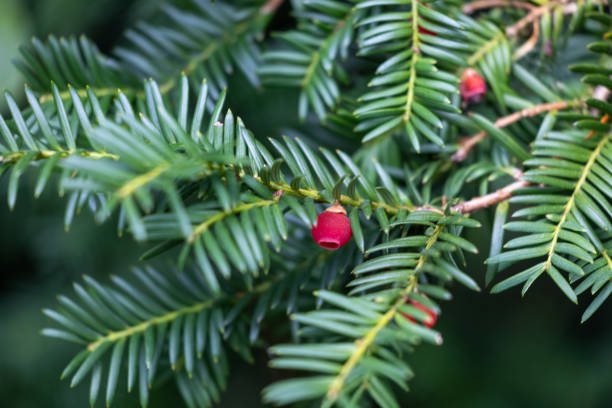 istock Beautiful red berry of yew tree during autumn. 2157641879