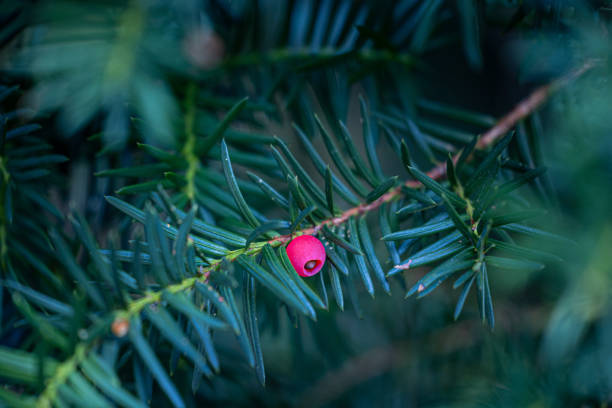 Beautiful red berry of yew tree during autumn. Natural parkland scenery.