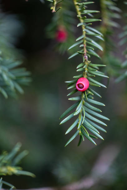 istock Beautiful red berry of yew tree during autumn. 2157641900
