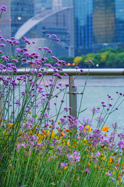 istock Verbenaceae by the Huangpu River 2157641908