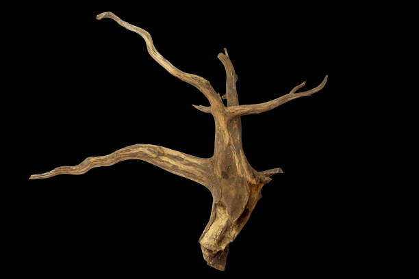 istock Beautiful texture wooden driftwood isolated on black background with clipping path 2157641968