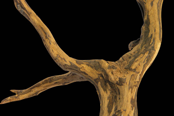 istock Driftwood with a beautiful pattern root and figure isolated on black background, clipping path included 2157641970