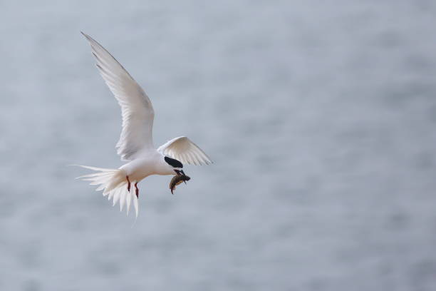 A close-up shot of a flying White-fronted Tern - Sterna striata - carring a fish, with blurred blue sea background, at Aramoana mole, Otago Peninsula, near Dunedin, in Otago, New Zealand