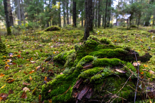 istock Beautiful green moss growing in the autumn forest. 2157642536