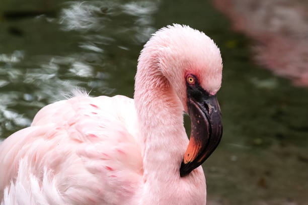 zwergflamingo (phoeniconaias minor), der in die kamera schaut. wasser im hintergrund. - zwergflamingo stock-fotos und bilder