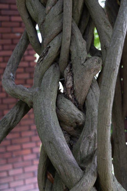 istock A beautiful clode-up of the tree trunk in woodlands. 2157643275