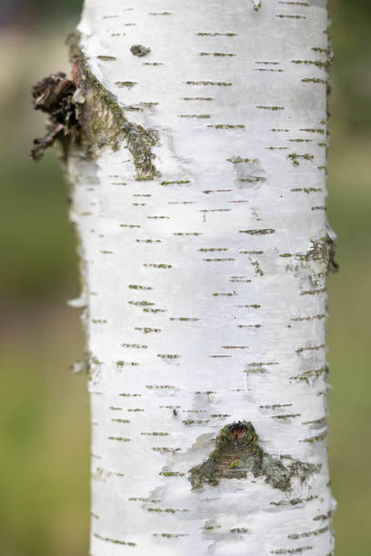 istock A beautiful clode-up of the tree trunk in woodlands. 2157643277