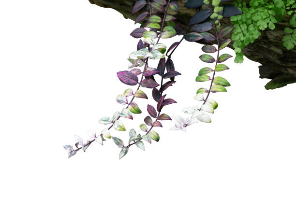 istock Plant hanging on tree trunk isolated with clipping path 2157643526