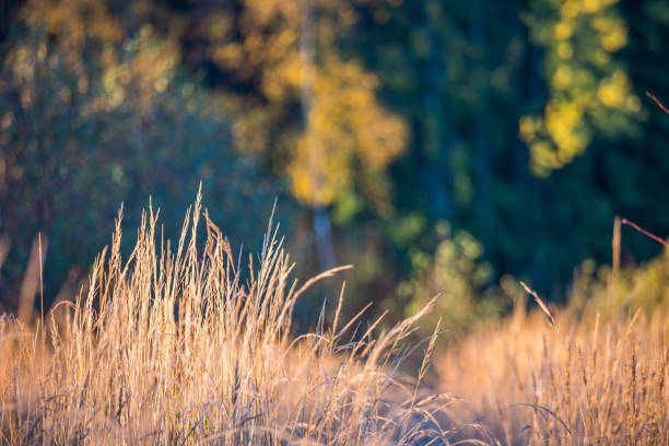 Beautiful autumn scenery with sunlit grass. Warm, brown colors.