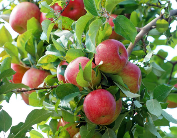 istock red apples on the tree in harvest season 2157644061