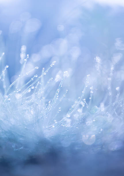 istock Beautiful fresh grass with a morning dew droplets. 2157644311