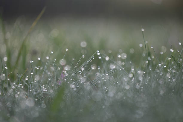 Beautiful fresh grass with a morning dew droplets. Natural sunrise scenery of Latvia, Northern Europe.
