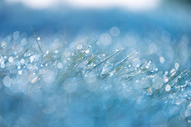 Beautiful fresh grass with a morning dew droplets. Natural sunrise scenery of Latvia, Northern Europe.